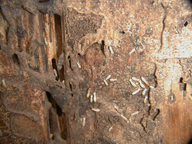 TermitesInWoodStructure